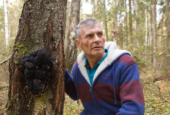 huby chaga a púčiky škótskej borovice